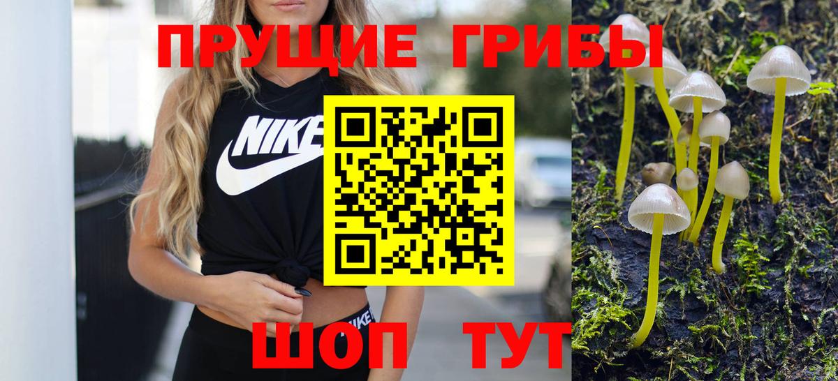 Псилоцибиновые грибы Psilocybine cubensis Павлово